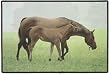 Cuddle Time Horse Mare and FoalJ ohn Weiss Doormat Door Mat