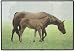Cuddle Time Horse Mare and FoalJ ohn Weiss Doormat Door Mat
