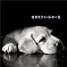盲導犬クイールの一生 / 石田ゆり子