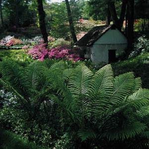 Hardy Ostrich Fern - Matteuccia - Up to 8 Feet Tall! - Potted