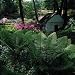 Hardy Ostrich Fern - Matteuccia - Up to 8 Feet Tall!