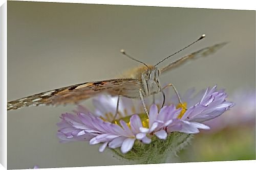 Canvas Prints of Butterfly from Country Life Canvas Prints of Butterfly from Country Life
