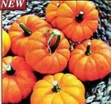 Miniature Chinese Edible Gourd 15 Seeds - Heirloom