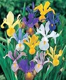  : Mixed Dutch Iris 40 Bulbs -SUPER VALUE- Hardy