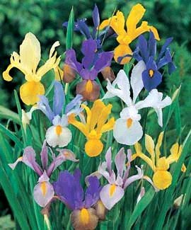 Mixed Dutch Iris 40 Bulbs -SUPER VALUE- Hardy