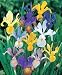 Kitchen & Housewares : Mixed Dutch Iris 40 Bulbs -SUPER VALUE- Hardy