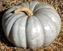 Blue Jarrahdale Pumpkin 15 Seeds - Decorative & Edible