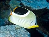 Closeup of a Saddled Butterflyfish, Takapoto Atoll, French Polynesia Stretched Canvas Poster Print by Tim Laman, 30x40