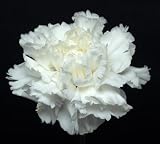 White Mini Carnations, Wholesale 250 Flowers
