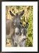Mother and Baby Donkeys on Salt Cay Island, Turks and Caicos, Caribbean Framed Photographic Poster Print by Walter Bibikow, 21x29