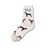 41ThfD6MwSL. SL160  Miniature Pinscher Poses Socks