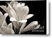 Clivia Floral Soft Umber Monochrome Canvas Print / Canvas Art - Artist Jennie Marie Schell