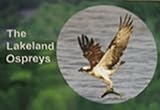 The Lakeland ospreys