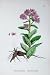 Botany Plants C1902 Broad Leaved Orpine Sedum Flowers