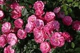 Produkt-Bild: Strauchrose 'Angela' -R- ADR-Rose im 4 L Container