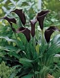 Hybrid Calla Lily Black Forest 1 Bulb