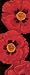 Bella Grande Poppies by Paul Brent,8 in. x 20 in.
