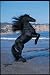 Friesian Stallion Poster (#149)