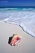 Wallmonkeys Peel and Stick Wall Decals - Mexico, Yucatan Peninsula, Carribean Beach at Cancun, Conch Shell on Sand - Removable Graphic