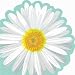 White Daisy Lunch Napkins 16ct