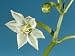 Sweet Pepper Flower, Capsicum Annuum Photographic Poster Print by Jerome Wexler, 12x16
