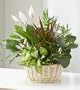 Same Day Flower Delivery Classic Dish Garden