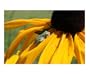 A Visitor In The Garden Stretched Canvas Poster Print
