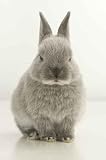 Rabbit - 30