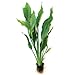 SubstrateSource Amazon Sword Echinodorus Bleheri Live Plant for Freshwater Aquariums, Natural Fish Tank Decorations, and Aquatic Decor (1 Pot, Large)