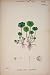 Marsh Pennywort Flower Plant Colour Old Print C1878