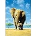 Elephants 500-pc. Puzzle