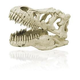K&A Imports T-Rex Skull, Extra Large