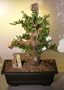 Bonsai Boy's Juniper Bonsai Tree - Phoenix Graft juniper procumbens nana