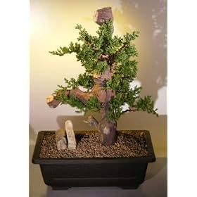 Bonsai Boy's Juniper Bonsai Tree - Phoenix Graft<br><i>(juniper procumbens nana)</i>