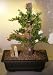 Bonsai Boy's Juniper Bonsai Tree - Phoenix Graft<br><i>(juniper procumbens nana)</i>