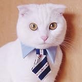 キャットプリン ネクタイシャツ♪ ブルー
