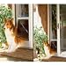 PetSafe AR32-611-11 96 Inch Deluxe Pet Panel For Sliding Glass Doors - Large - White Frame