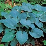 Hosta - Hosta Hadspen Blue - Quart