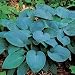 Hosta - Hosta Hadspen Blue - Quart
