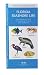 Florida Seashore Life: An Introduction to Familiar Plants and Animals (State Nature Guides)