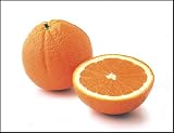 Lane Late Navel Orange Tree; 2-3 Year Old Tree; Trunk Diameter 1/2 and 3/4; Tree Canopy over 1' in Diameter