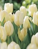 12 White Purissima Tulip Flower Bulbs