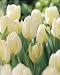 12 White Purissima Tulip Flower Bulbs 12 White Purissima Tulip Flower Bulbs
