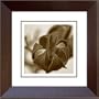 Phoenix Galleries HP265AW Crepe Myrtle On White Single Framed Photograph