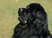 Black Newfoundland Looking Up Animals Photographic Poster Print by Adriano Bacchella, 12x9