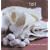 Felt (Handmade Style)