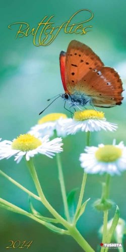 Butterflies 2014 (New Decor)