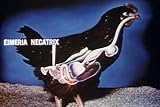 Disease Outbreak on Chicken Ranches Video: Protecting Poultry Profits DVD (1952)