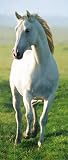 (34x79) White Horse Giant Door Poster Art Print