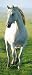 (34x79) White Horse Giant Door Poster Art Print